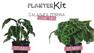 PLANTER KIT  Calathea Zebrina Care Tips and Growth [upl. by Arturo678]