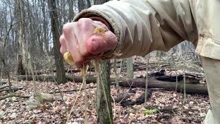 Slippery Elm Bark Medicinal Uses amp Cordage Making [upl. by Toor41]