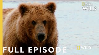 Grizzly Battleground Full Episode  Alaskas Grizzly Gauntlet [upl. by Fagen]