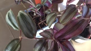 How to Propagate Tradescantia Zebrina  Purple Variety [upl. by Meingolda]