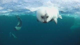 First swimming of baby Harp Seal [upl. by Lentha]