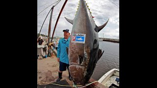 Worlds Biggest Tuna Ever Caught [upl. by Brenza]