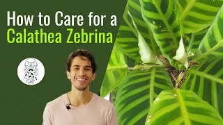 How to Care for a Calathea Zebrina [upl. by Cathy677]