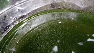 DAPHNIA MOINA CULTURE IN A SMALL BUCKET [upl. by Assilak679]