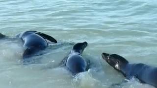 Amazing Sea Lion [upl. by Margetts849]