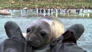 Curious Baby Seal Approaches Cameraman [upl. by Laeira]