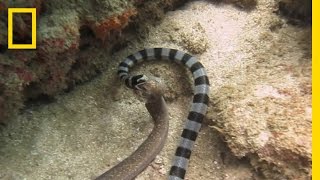 Watch Sea Snake Swallows Eel Whole  National Geographic [upl. by Ahsertal]