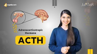 Adrenocorticotropic Hormone ACTH  Adrenal Gland Physiology Student Lecture  VLearning™ [upl. by Lanette]