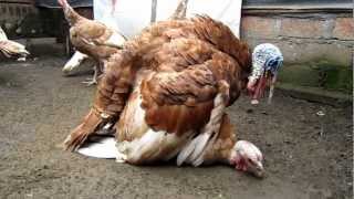 Ritual Kawin Kalkun Breeding Turkeys [upl. by Vidovic]