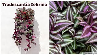 Tradescantia Zebrina Care Guide [upl. by Andonis]