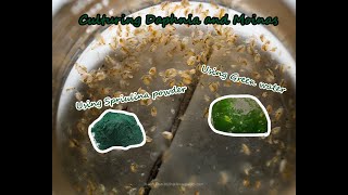 How To Culture Daphnia and Moinas using Green Water Spirulina powder [upl. by Oakes]