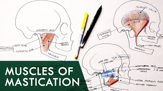 Muscles of Mastication  Anatomy Tutorial [upl. by Eedoj]