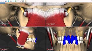 Mandibular Movements [upl. by Marius]