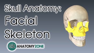 Facial Skeleton  Skull Anatomy [upl. by Parik720]