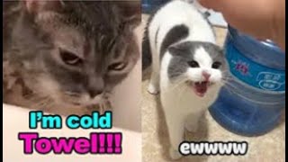 These Cats Can Speak English  TALKING CATS quotMEOWquot Language  Tiktok pets Video [upl. by Hermy900]