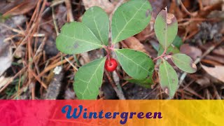 Wintergreen Gaultheria procumbens Basic Identification and Edible Parts [upl. by Pierson290]