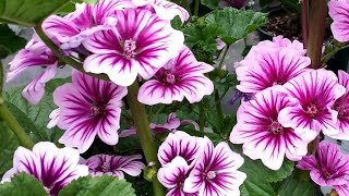 Best Perennials for Sun  Malva Zebrina French Mallow [upl. by Novyar783]