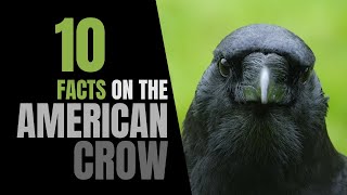 10 Fun Facts About the American Crow [upl. by Romine]