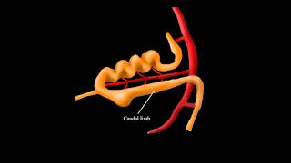 Embryological Rotation of the Midgut [upl. by Ettenyar]