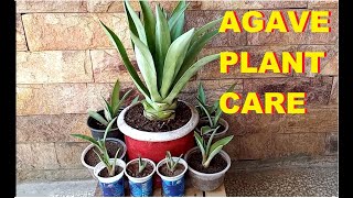 Agave plant care  propagation  Rejuvenation [upl. by Sonia]