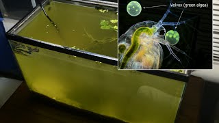 Raising Daphnia for the Freshwater Aquarium [upl. by Hoang641]