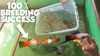 HOW TO BREED FRESH WATER KOHAKU SWORDTAIL FISH [upl. by Esiole]