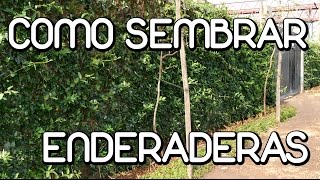 Como cultivar plantas trepadoras [upl. by Jeanine442]