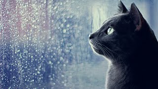 Best Relaxation Ever Purring Cat and Rain Sounds 5 Hours [upl. by Ahsekyw300]