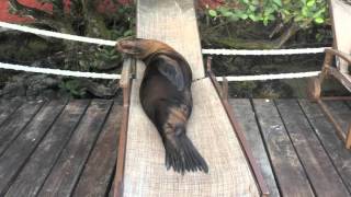 Sea Lions in Lawn Chairs  Galapagos  Compilation [upl. by Liris]