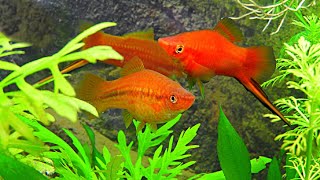 HOW TO GET SWORDTAILS TO BREED HOW TO BREED SWORDTAIL FISH [upl. by Rachele467]