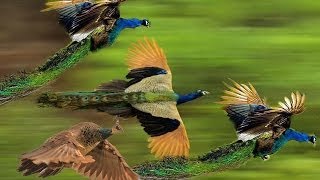 Mass Flying Giant Peacocks Peafowls [upl. by Shirk]