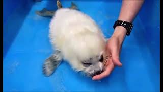 Baby seals’s first time swimming [upl. by Espy]