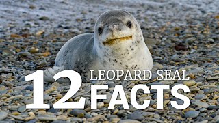 12 Leopard Seal Facts [upl. by Kenlee]