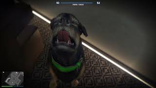 Petting Chop in GTA 5 online [upl. by Solokin]