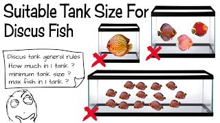 Discus Fish Tank Guide [upl. by Hadik554]