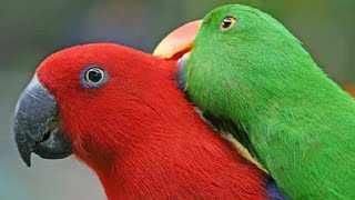 How Do Birds Have Sex We Investigated [upl. by Machute]