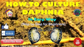 HOW TO CULTURE DAPHNIA In Easy Way [upl. by Ahdar]