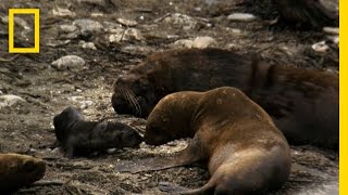 Sea Lion Mating Season  Untamed Americas [upl. by Patty12]