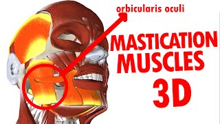 Muscles of Mastication  Jaw And Mandible  Face Anatomy part 3 [upl. by Naryk]