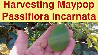 Harvesting Maypop Passiflora Incarnata [upl. by Iorgo892]