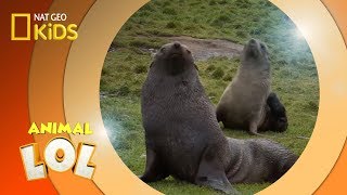 Fur Seals  Animal LOL [upl. by Culbertson]