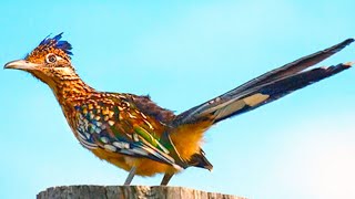 Roadrunner Bird Remarkable Desert Specialist [upl. by Oiramel616]