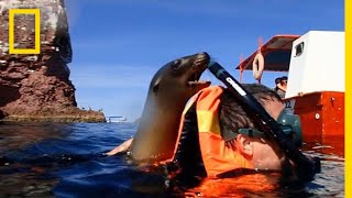 A Playful Sea Lion Encounter in California  National Geographic [upl. by Meridel]